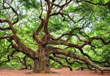 CHARLESTON SC VIP 2021